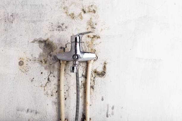 Best DIY Mold Remediation Support Services in Wagner, SD