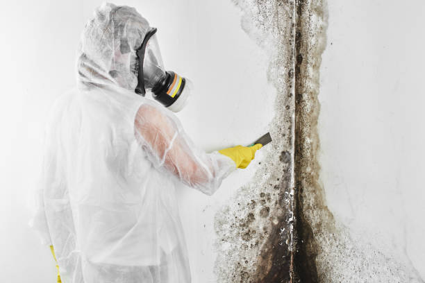 Best Residential Mold Remediation in Wagner, SD