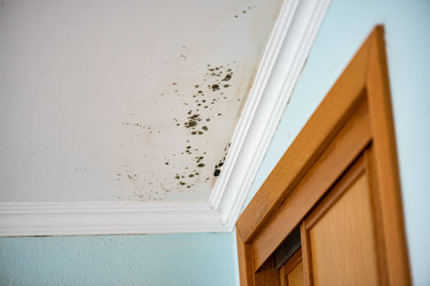 Best HVAC Mold Remediation in Wagner, SD