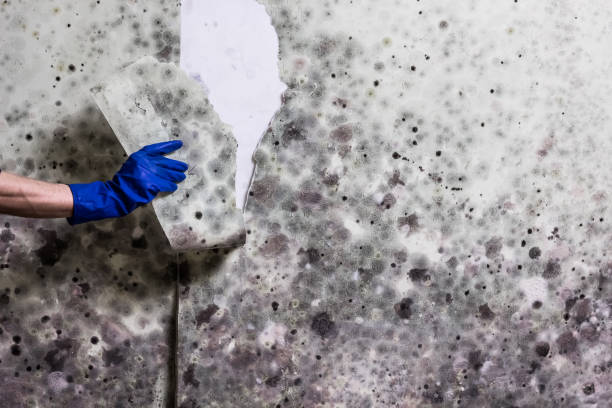 Best Mold Testing and Inspection Services in Wagner, SD